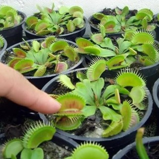 45a Hạt giống cây Bắt Ruồi + Diệt Côn Trùng ( 4- 5 hạt)