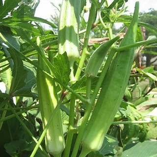 Hạt Giống Đậu Bắp Xanh 10Gr Siêu Trái Loại 1