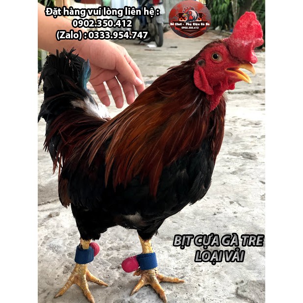 Bịt Cựa Gà Nòi Loại Vải