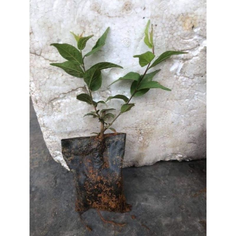 Nhất chi mai cây giống