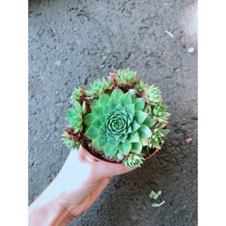 Chậu Phật Bà Xanh Bán Chạy