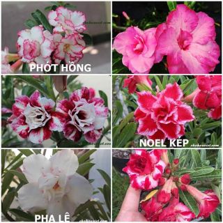Sứ thái kép cây sắp hoa