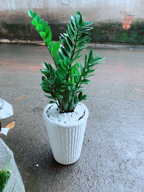 Chậu Kim Tiền  cao 80cm