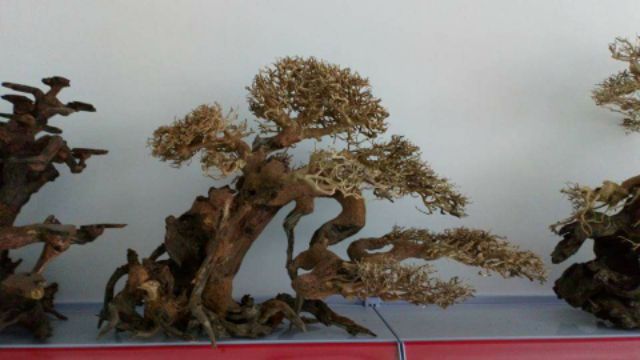 Lũa xương chùm thủy sinh, gép tán bonsai (nhánh 1 lạng)