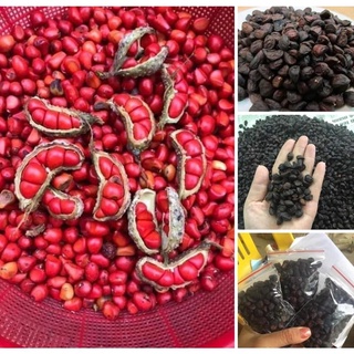 100g HẠT DỔI NẾP LOẠI ĐẶC BIỆT