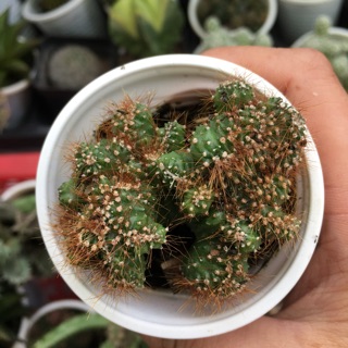 XƯƠNG RỒNG ÓC KHỈ