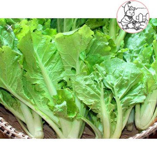 HẠT CẢI BẸ DÚN - GÓI 10 GRAM