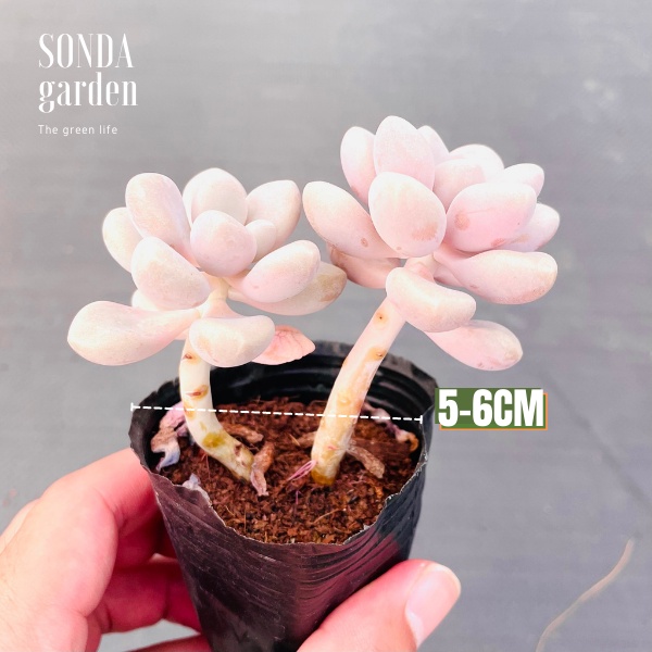 Sen đá sỏi hường cổ thụ SONDA GARDEN size bé 5-6cm, xuất xứ Đà Lạt, khoẻ đẹp, lỗi 1 đổi 1