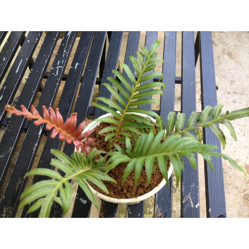Dương xỉ rừng đuôi lửa