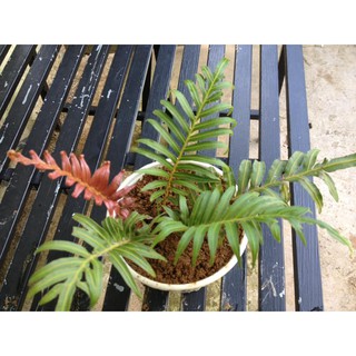 Dương xỉ rừng đuôi lửa