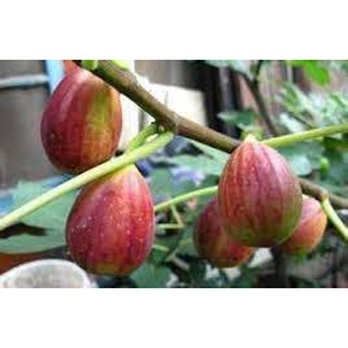 Cây sung mỹ Ficus Carica Linn - giống sưu tầm cho trái thơm ngọt - Thegioiraumam