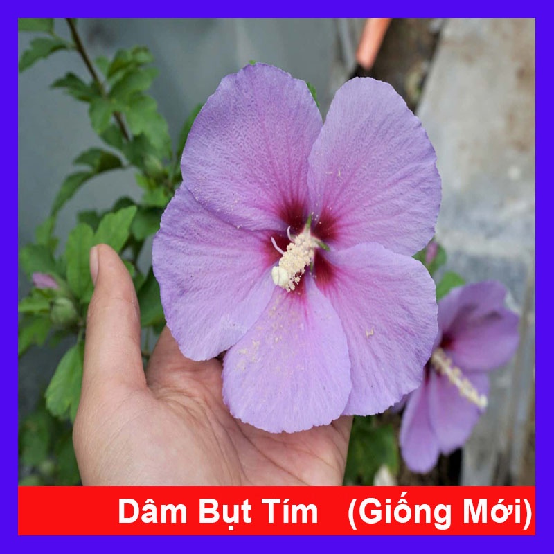 Hoa dâm bụt tím (giống mới) - cây cảnh để bàn + tặng phân bón - caykiengsadec