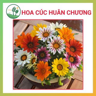Hạt Giống Hoa Cúc Huân Chương - 50H