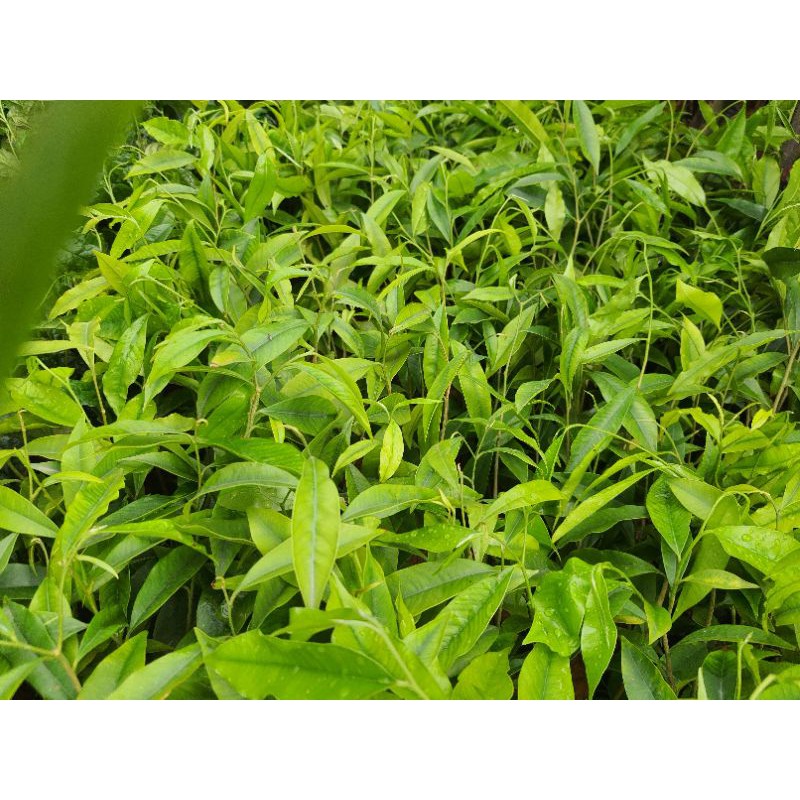 Combo 10 Cây Dó Bầu (Trầm Hương)