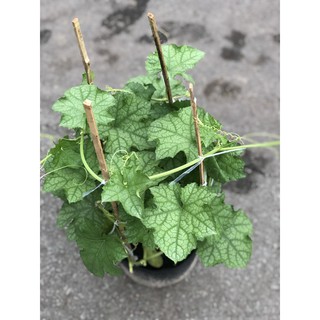 Chậu cây mướp hương chỉ giao TP.HCM