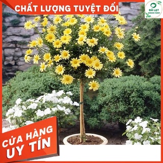 💥100H_HẠT GIỐNG HOA CÚC THÂN GỖ (NẢY MẦM CỰC CHUẨN)💥