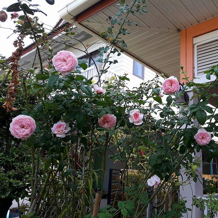 Hoa hông leo Mon Coeur rose +Tặng 02 cây nhót ngọt