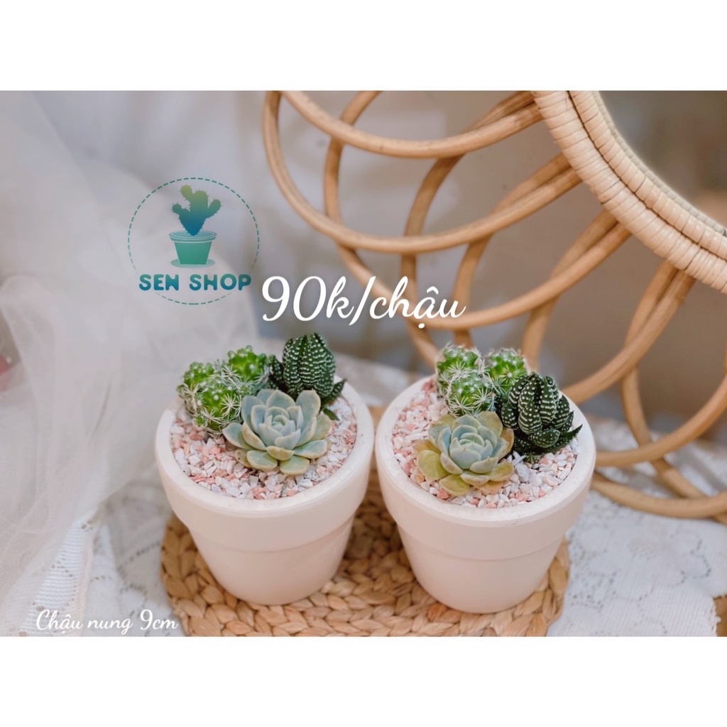 Chậu sen mix tiểu cảnh 26k-99k .