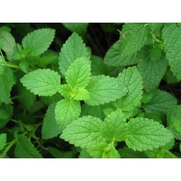 Chậu cây Bạc Hà Nhật - Japanese Mint