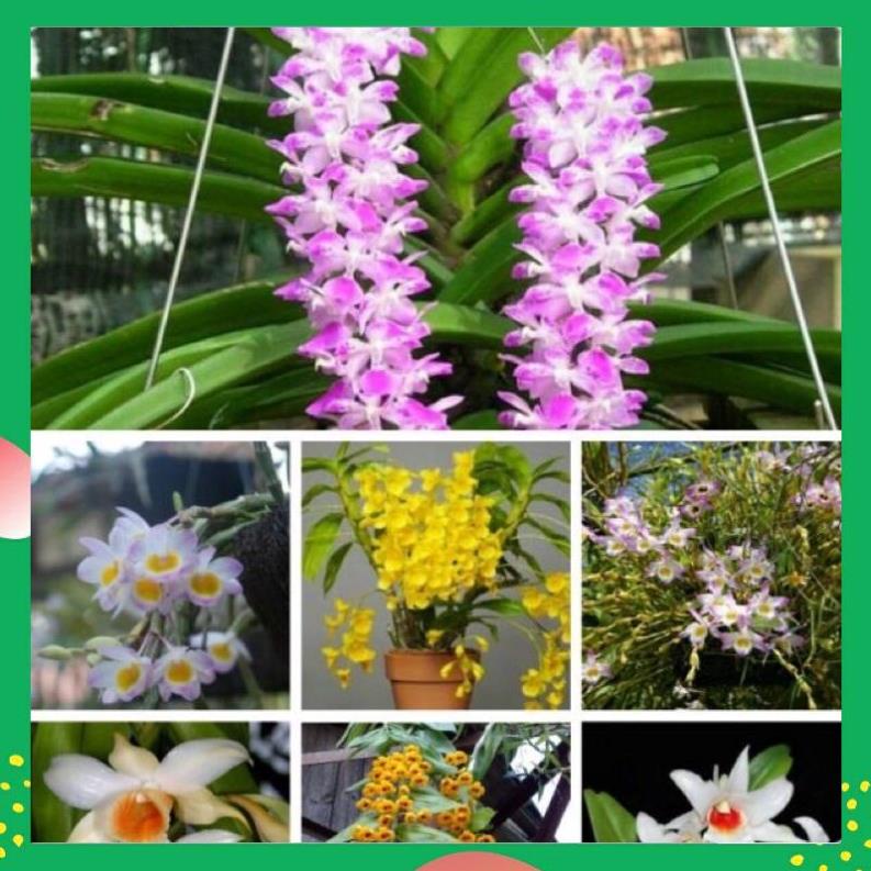 Phân bón nhập khẩu NPK, Kích ra hoa & Siêu dưỡng hoa chuyên dùng cho hoa hồng, hoa cúc , hoa ly, hoa Lan VTNN NHẤT VIỆT