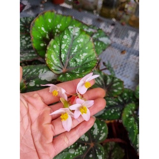 cây hải đường, begonia