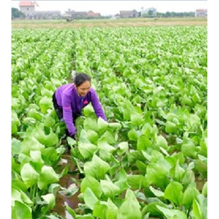 Hạt giống trạch tả - ( Cây dược liệu - gói 50 hạt )