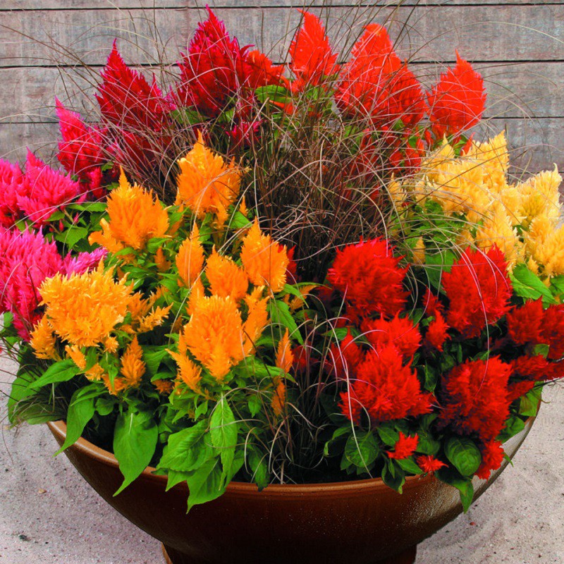 [Gói 200 hạt] Hạt Giống Hoa Mào Gà Lửa F1 Hạt Chất Lượng Dễ Trồng Hoa Nở Siêu Đẹp Mix nhiều màu