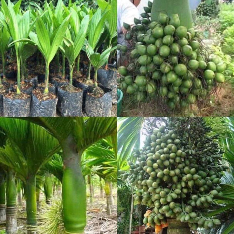 CÂY CAU LÙN - CAU TỨ QUÝ