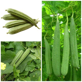 HẠT GIỐNG MƯỚP KHÍA 10 HẠT