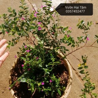 Cây giống cẩm tú mai