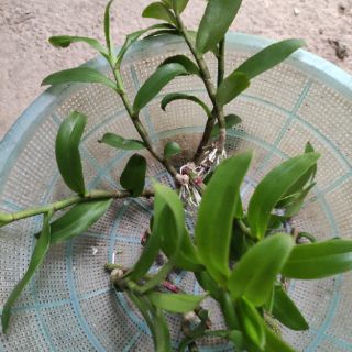 Kie phi điệp tím Cao Bằng