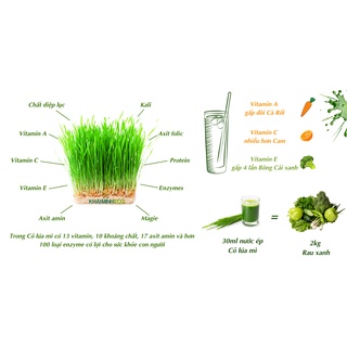 Bột cỏ lúa mì non nhập khẩu 500g
