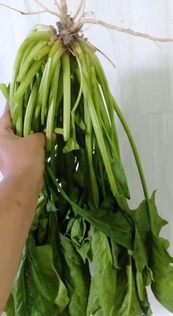 Hạt giống cải bó xôi nếp Pupaya