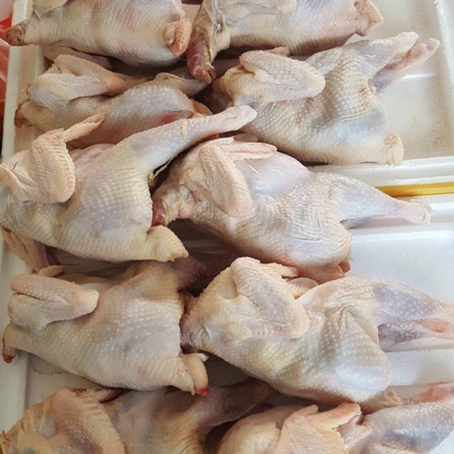 Gà dai Hàn quốc