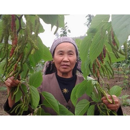 CÂY GIỐNG DÂU ĐÀI LOAN QUẢ DÀI