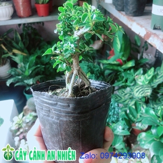 Sam Hương Bonsai