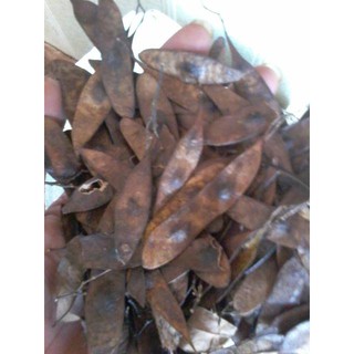 1kg Quả trắc đỏ giống