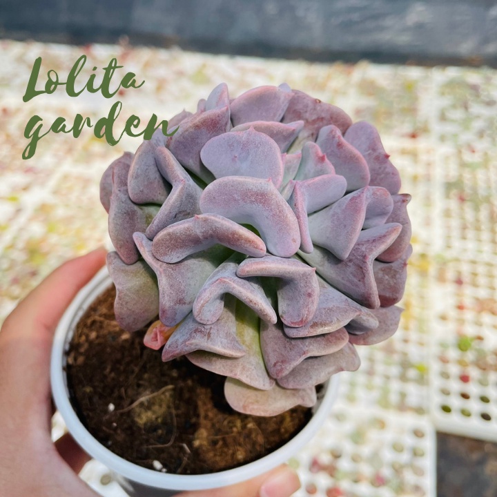 Sen đá cúc tím cổ thụ Đà Lạt size trung bình cây cảnh trang trí nhà cửa Lolita garden