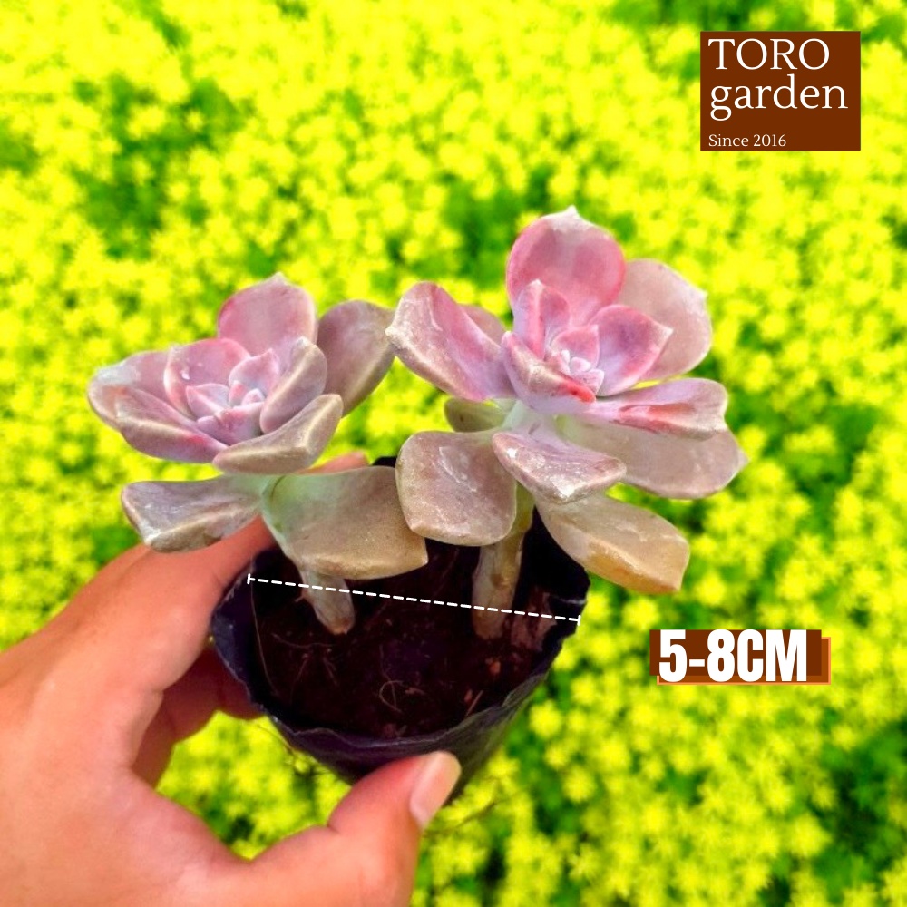 Sen đá hồng mập Đà Lạt size bé cây cảnh trang trí nhà cửa Toro garden