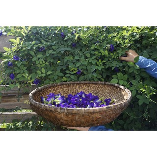 Trà hoa đậu biếc