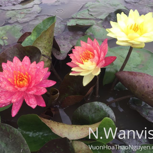 Cây hoa súng Thái Lan Wanvisa V-17