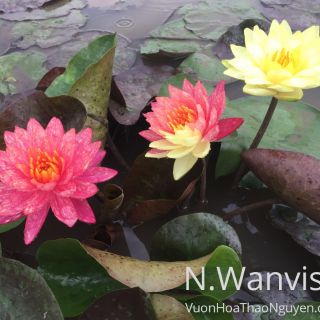 Cây hoa súng Thái Lan Wanvisa V-17