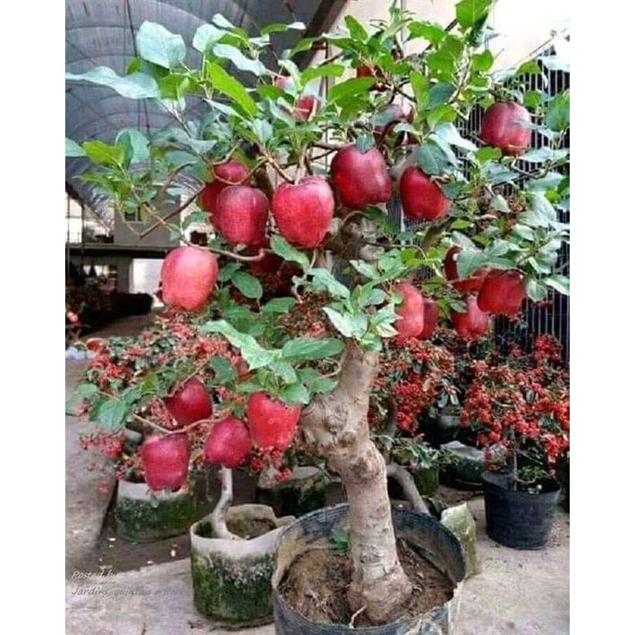 CÂY GIỐNG TÁO ĐỎ LÙN SIÊU TRÁI