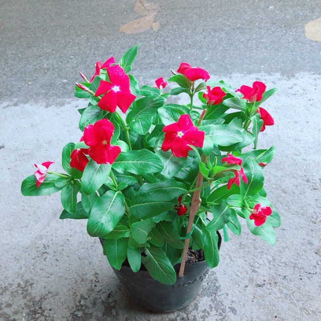 Hoa Dừa Cạn Màu Đỏ (có sẵn hoa)