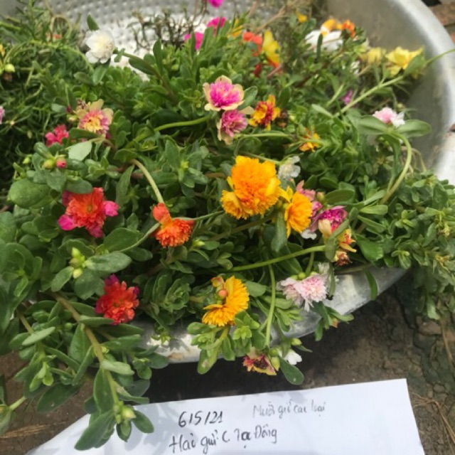 Mười giờ kép ( 2 cành)