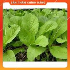 HẠT GIỐNG CẢI BẸ XANH MỠ CAO SẢN