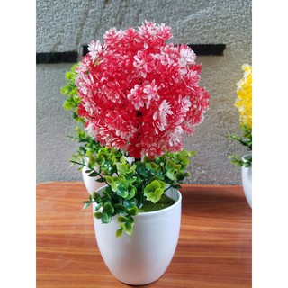 Combo 3 chậu hoa cẩm tú cầu