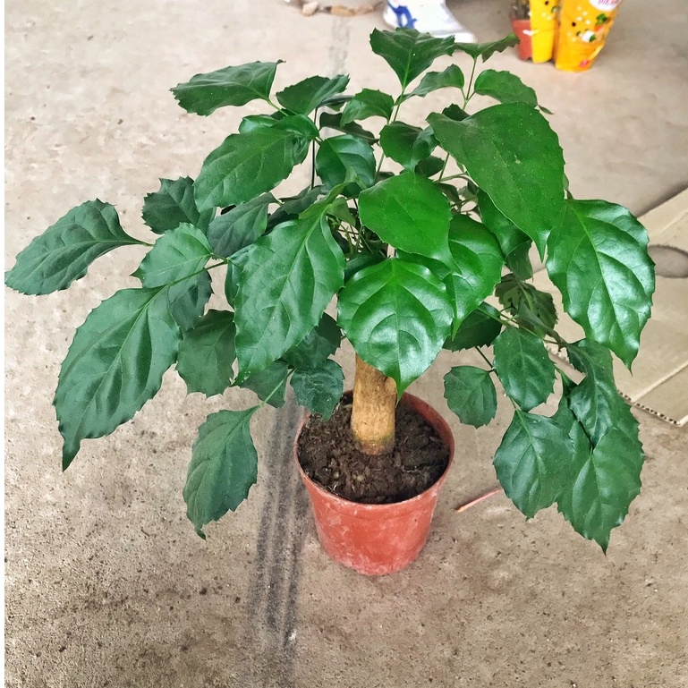 Cây hạnh phúc phong thủy chiều cao 30-35cm cây tán to đẹp dễ chăm sóc, thích hợp trang trí nội thất.