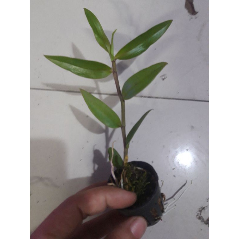 Lan giả hạc Pháp cây trưởng thành hoa tết