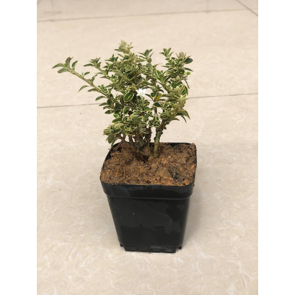Cây bạch tuyết mai giống - THẾ GIỚI HOA CÂY CẢNH - .
